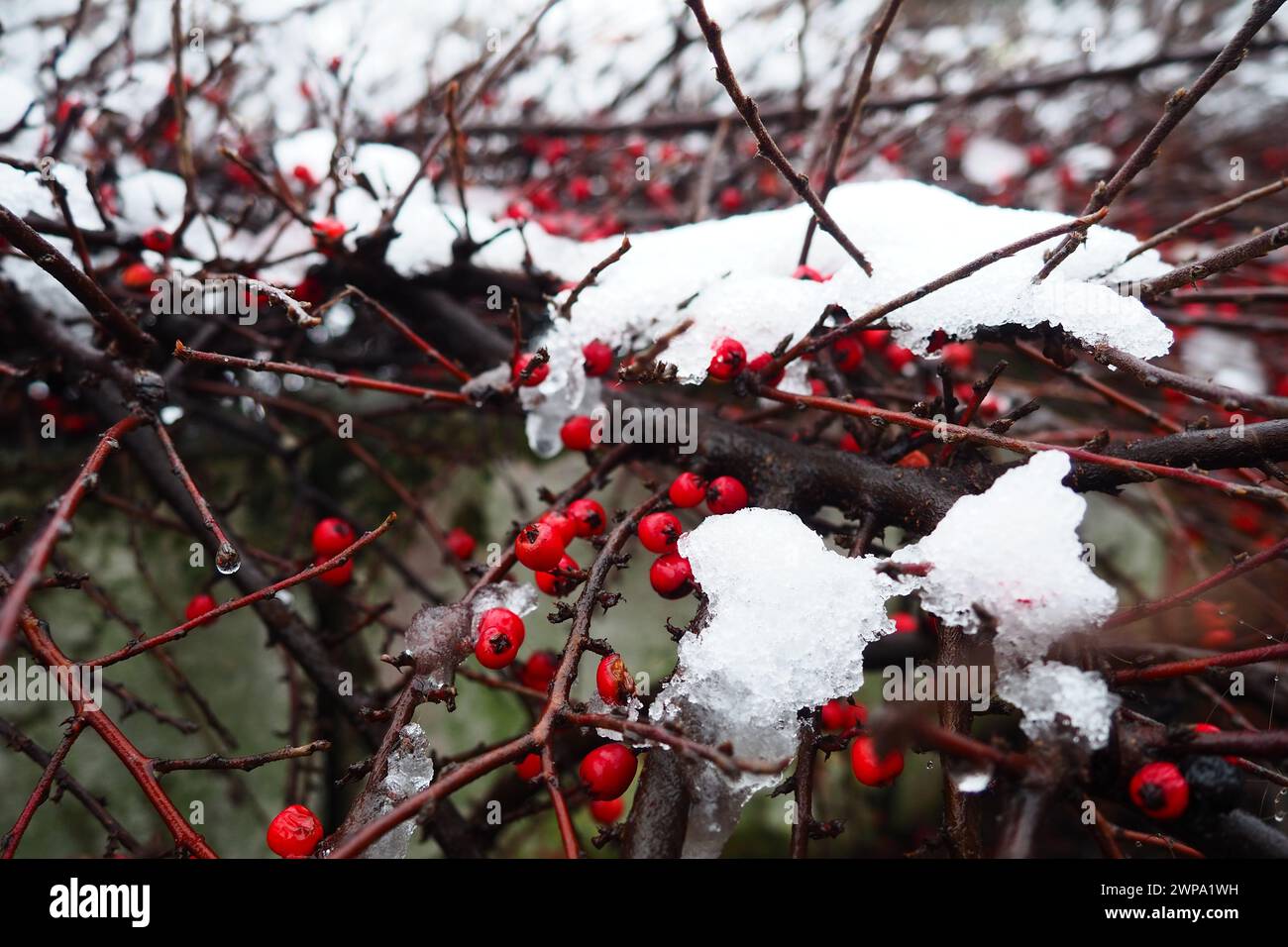 Cotoneaster splagte Cotoneaster divaricatus. Cotoneaster ist eine Gattung von nicht-dornigen Sträuchern, seltener kleine Bäume der Familie der Rosaceae. Die Früchte Stockfoto