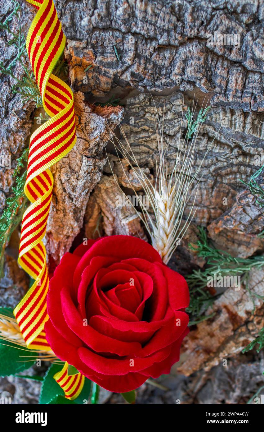 Rote Rose auf der Rinde eines Baumes mit einem wunderschönen Band mit der Flagge Kataloniens Stockfoto