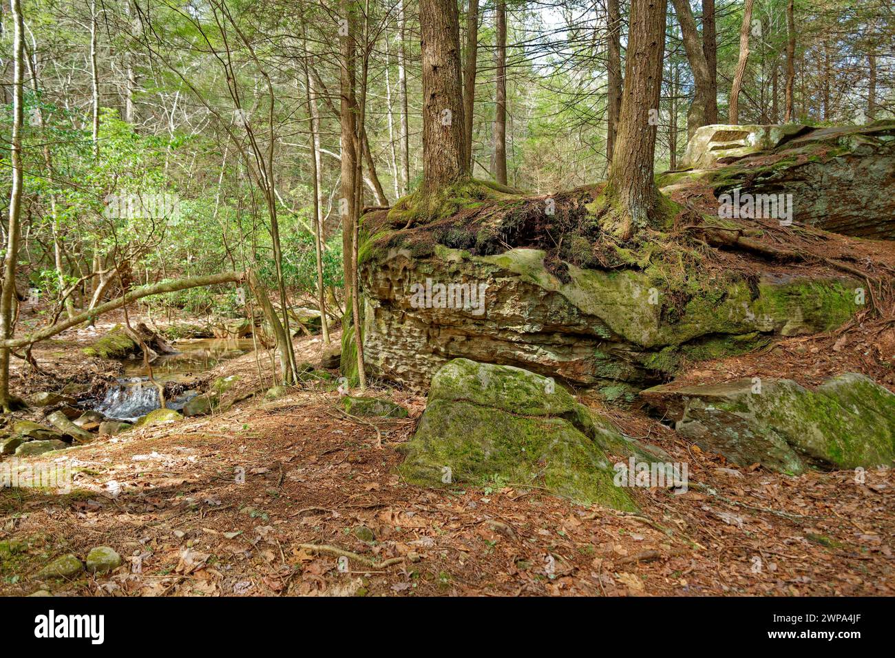 Ein malerischer Pfad durch den Wald mit Bäumen, die auf großen moosigen und flechtenbedeckten Felsblöcken wachsen, entlang des Baches mit einem kleinen Wasserfall in t Stockfoto