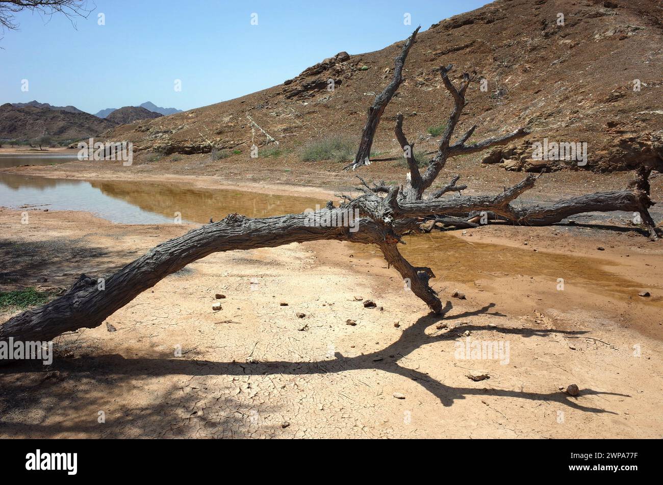 Landschaft der arabischen Halbinsel, toter Baum in der Wüste, Fujairah, Vereinigte Arabische Emirate Stockfoto