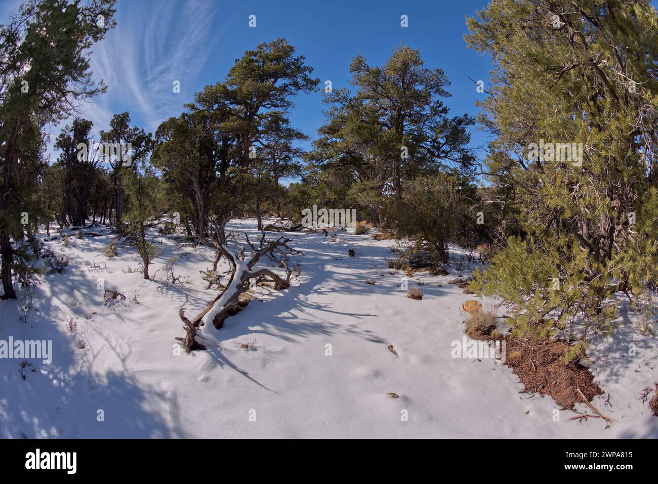 Der Kaibab Forest im Winter nahe dem Waldron Canyon westlich von Eremiten rastet am Grand Canyon Arizona aus. Stockfoto