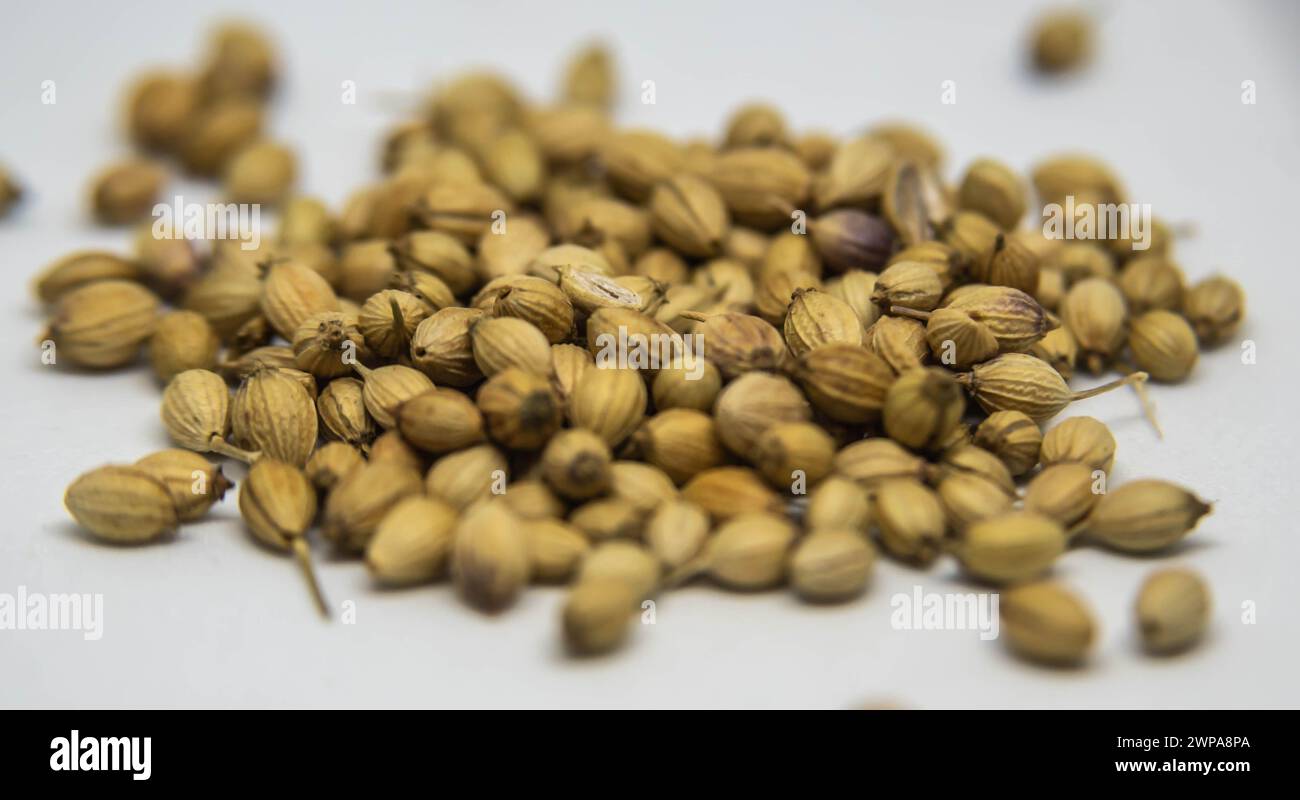 Koriander, auch Koriander genannt, ist ein einjähriges Kraut aus der Familie der Apiaceae. Alle Pflanzenteile sind essbar, aber die frischen Blätter und das getrocknete Saatgut Stockfoto