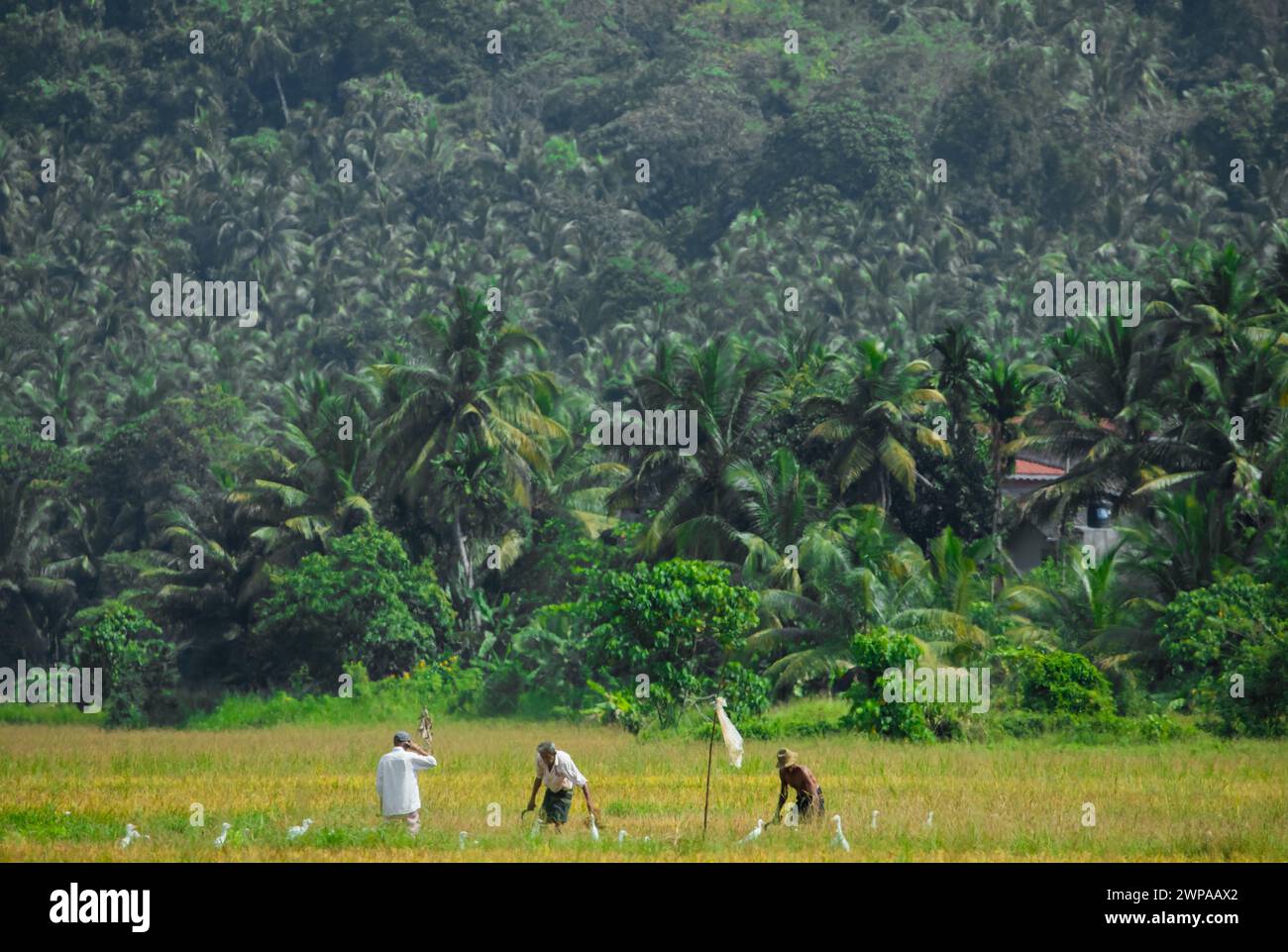 Einige unbekannte Männer arbeiten auf einem Reisfeld in sri lanka Stockfoto