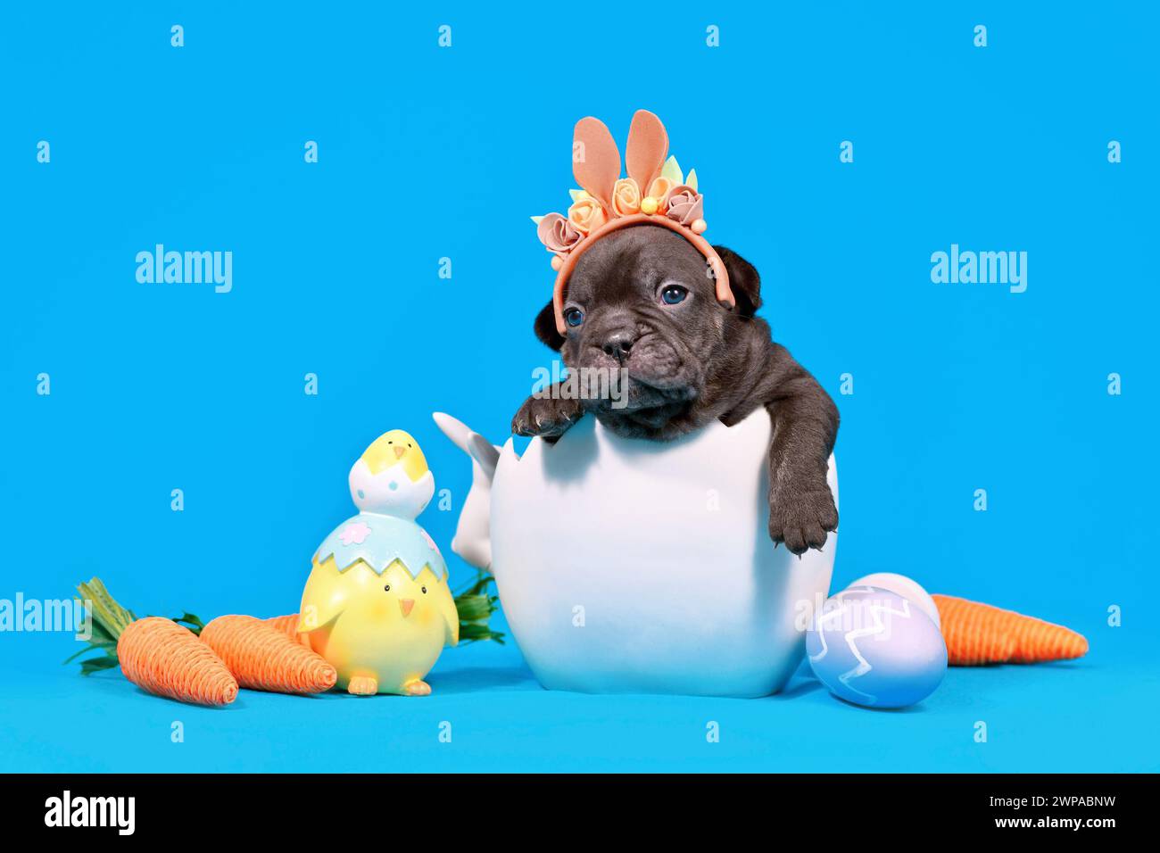 Niedlicher schwarzer französischer Bulldog-Hund Welpe mit Osterhasenohren, die in Eierschale auf blauem Hintergrund mit dekorativen Karotten und Küken sitzen Stockfoto
