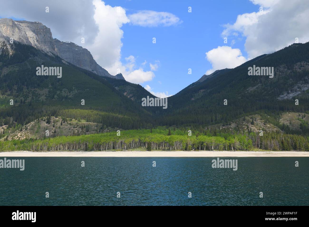 Eine Gruppe von Aspen-Bäumen versteckt den Campingplatz Aylmer Pass Junction vor dem Blick im Aylmer Canyon am Rande des Lake Minnewanka Stockfoto
