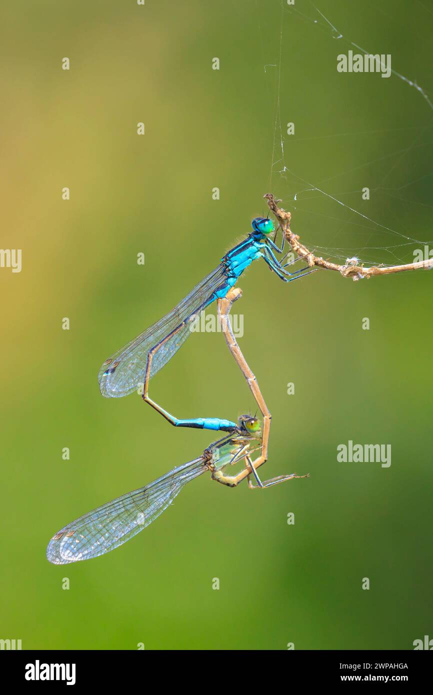 Nahaufnahme eines männlichen und weiblichen Blue-tailed damselfly oder Common bluetail Ischnura elegans eine passende Paar in einer Herz- oder Rad Form. Stockfoto
