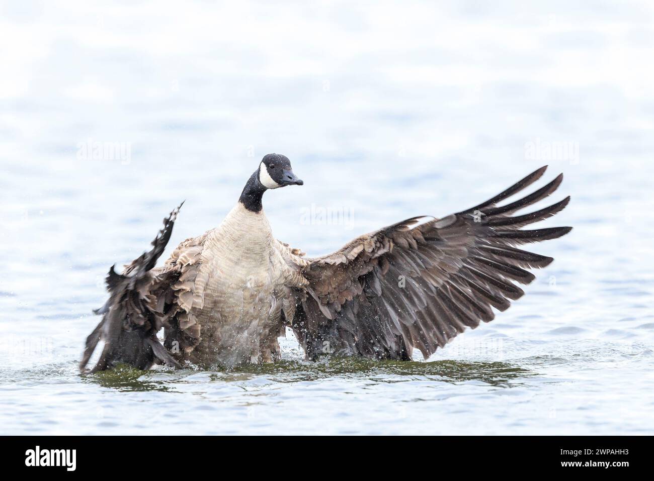 Kanadische Gänse, Branta canadensis, Putzen, Putzen und Spritzen im Wasser, Putzen seiner Federn und Gefieder. Stockfoto