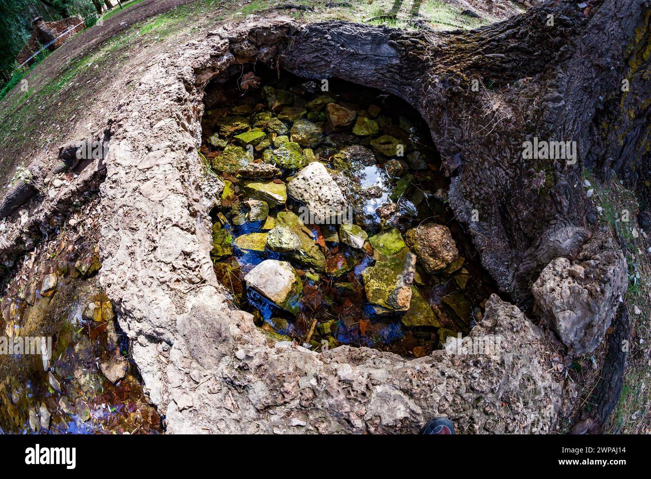 Brunnen des Flusses Pinilla unter einem Baum in Viveros Stockfoto