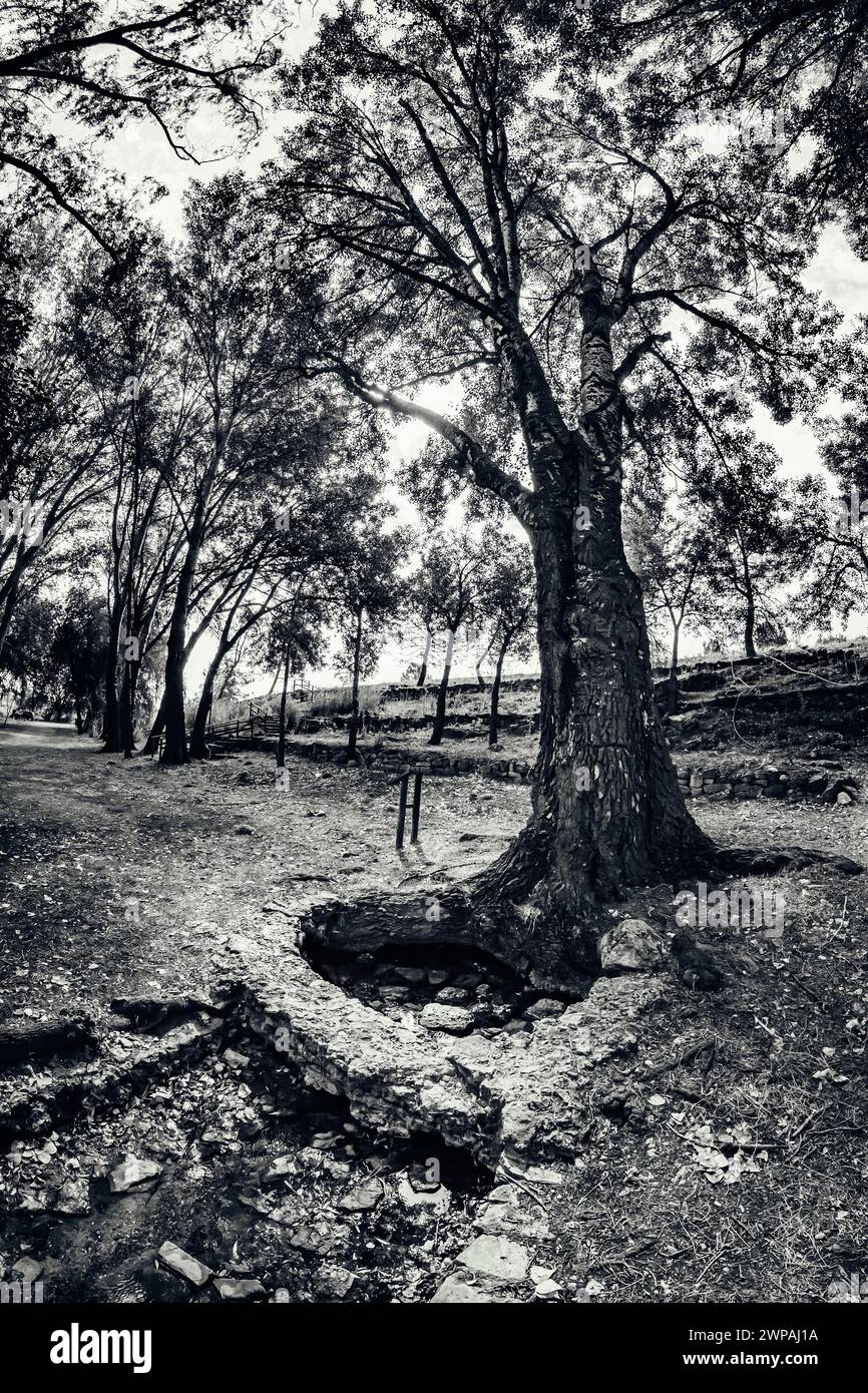 Quelle des Flusses Pinilla unter einem Baum bei Viveros in Schwarz-weiß Stockfoto