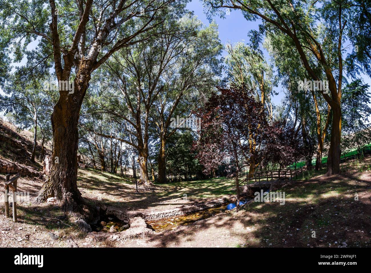 Wald an der Quelle des Flusses Pinilla in Viveros Stockfoto