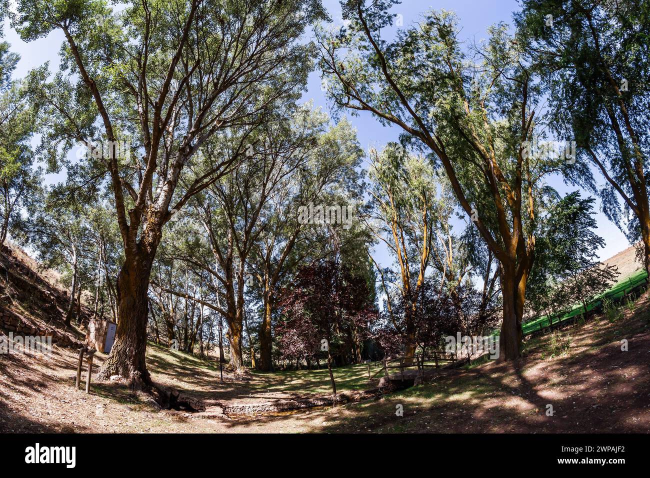 Wald an der Quelle des Flusses Pinilla in Viveros Stockfoto