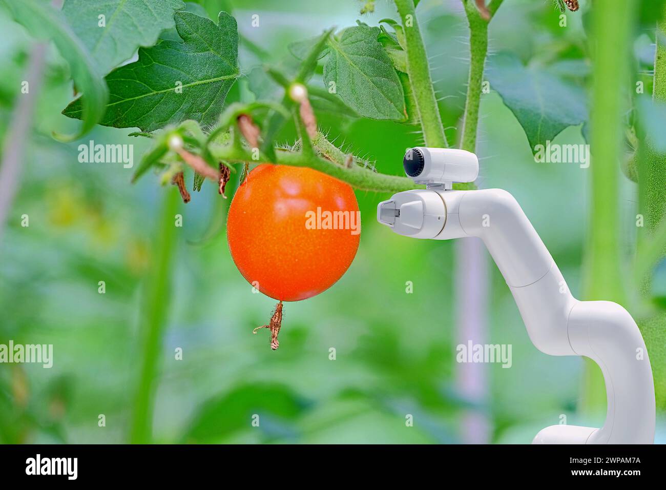Intelligenter Roboter, der im Tomato Garden installiert wird, um Landwirten bei der Arbeit und Ernte von Produkten zu helfen, SMART Farm 4,0 Konzept Stockfoto