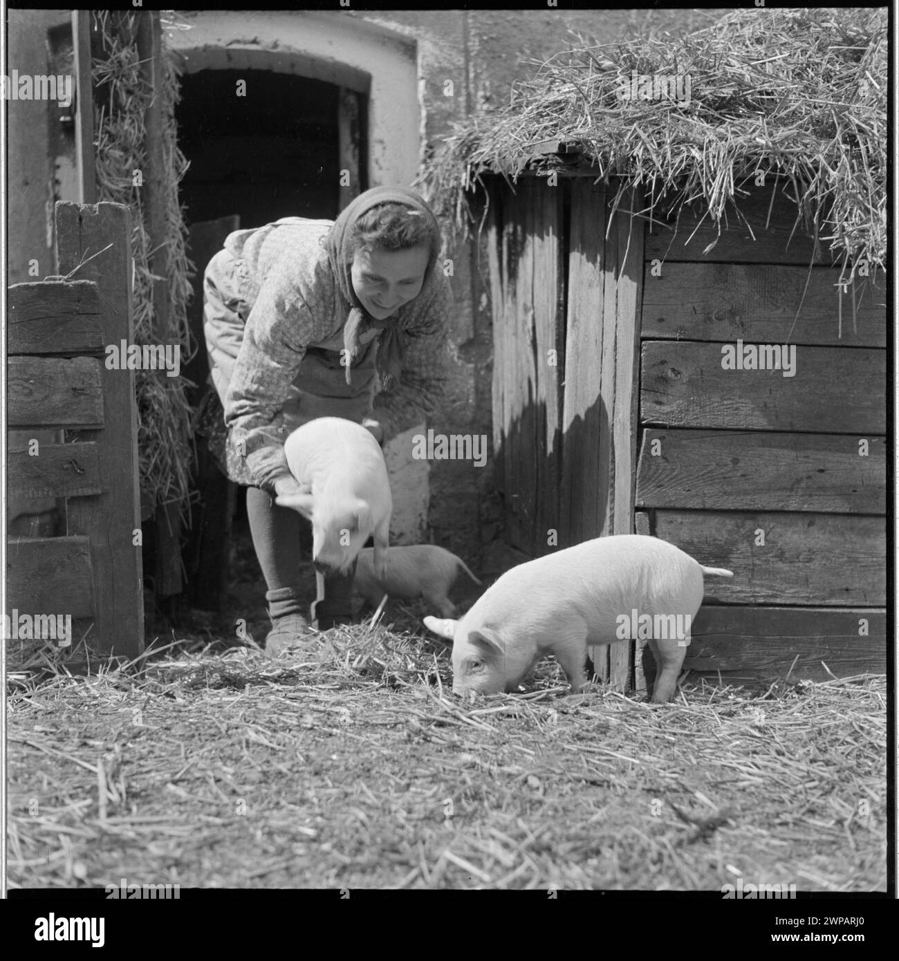 Ein Bild aus dem Jahr 1954, auf dem eine Gastgeberin in Karsko Pyrzyckie Schweine pflegt, zeigt die täglichen landwirtschaftlichen Aufgaben und das landwirtschaftliche Leben der Nachkriegszeit in Polen. Stockfoto