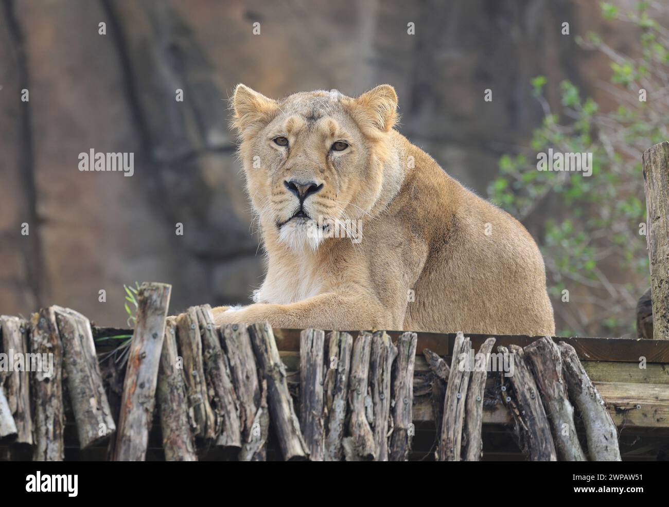 Ayra, weibliche asiatische Löwin im Land der Löwen, im Londoner Zoo, Regents Park, Großbritannien Stockfoto