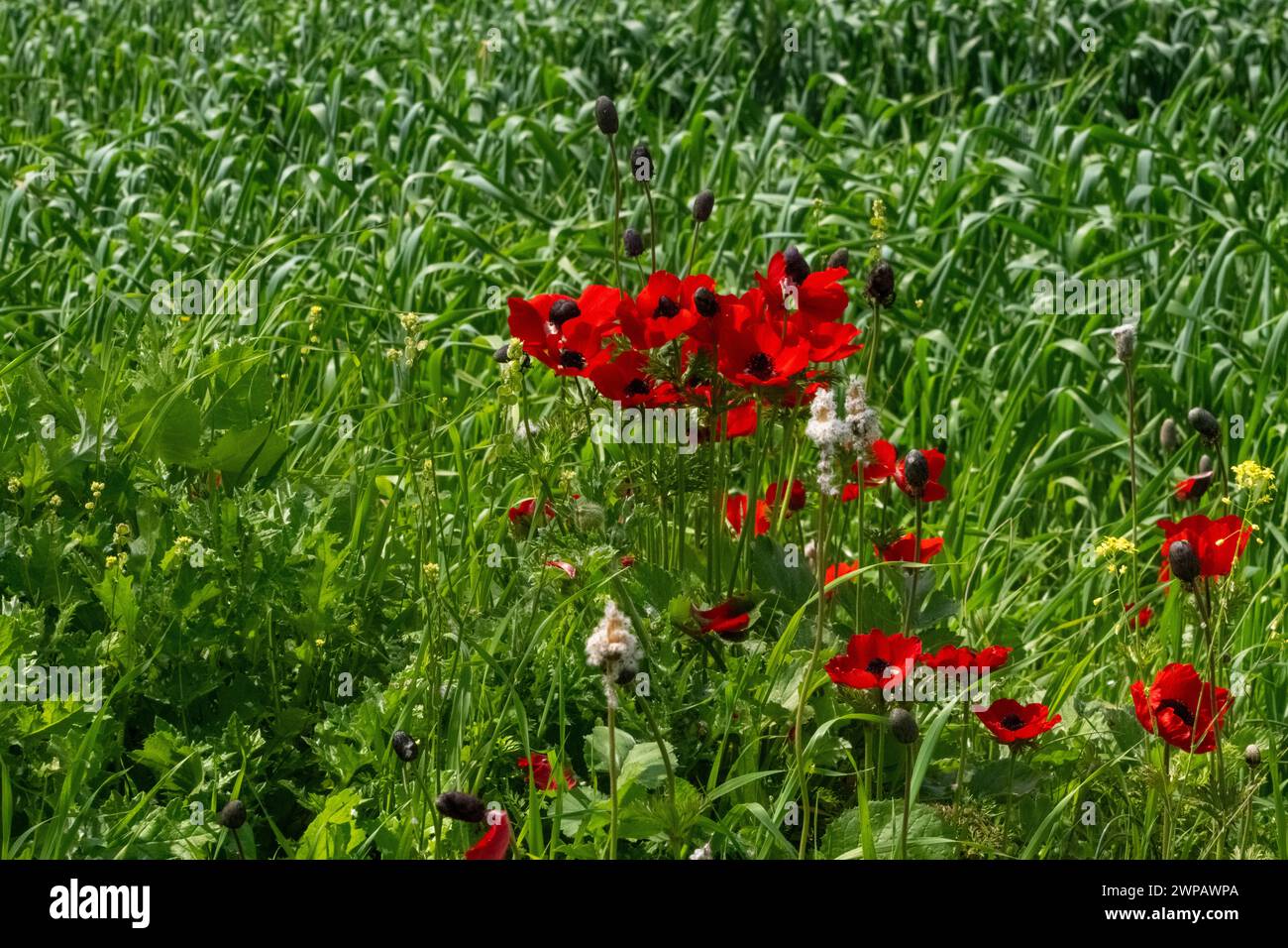 Anemone Stockfoto