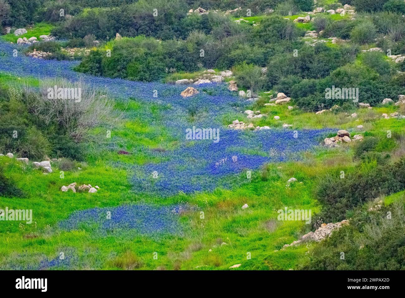 Teppiche des blauen Lupinus pilosus in Israel. Lupinus pilosus, im Judäischen Vorgebirge allgemein als blaue Lupine bekannt Stockfoto