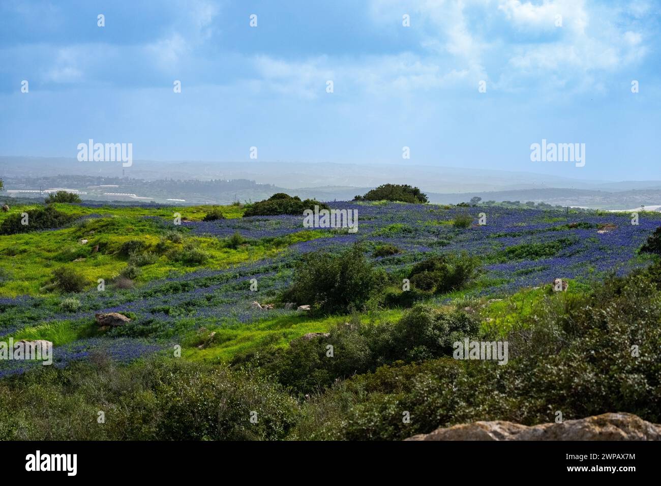 Teppiche des blauen Lupinus pilosus in Israel. Lupinus pilosus, im Judäischen Vorgebirge allgemein als blaue Lupine bekannt Stockfoto