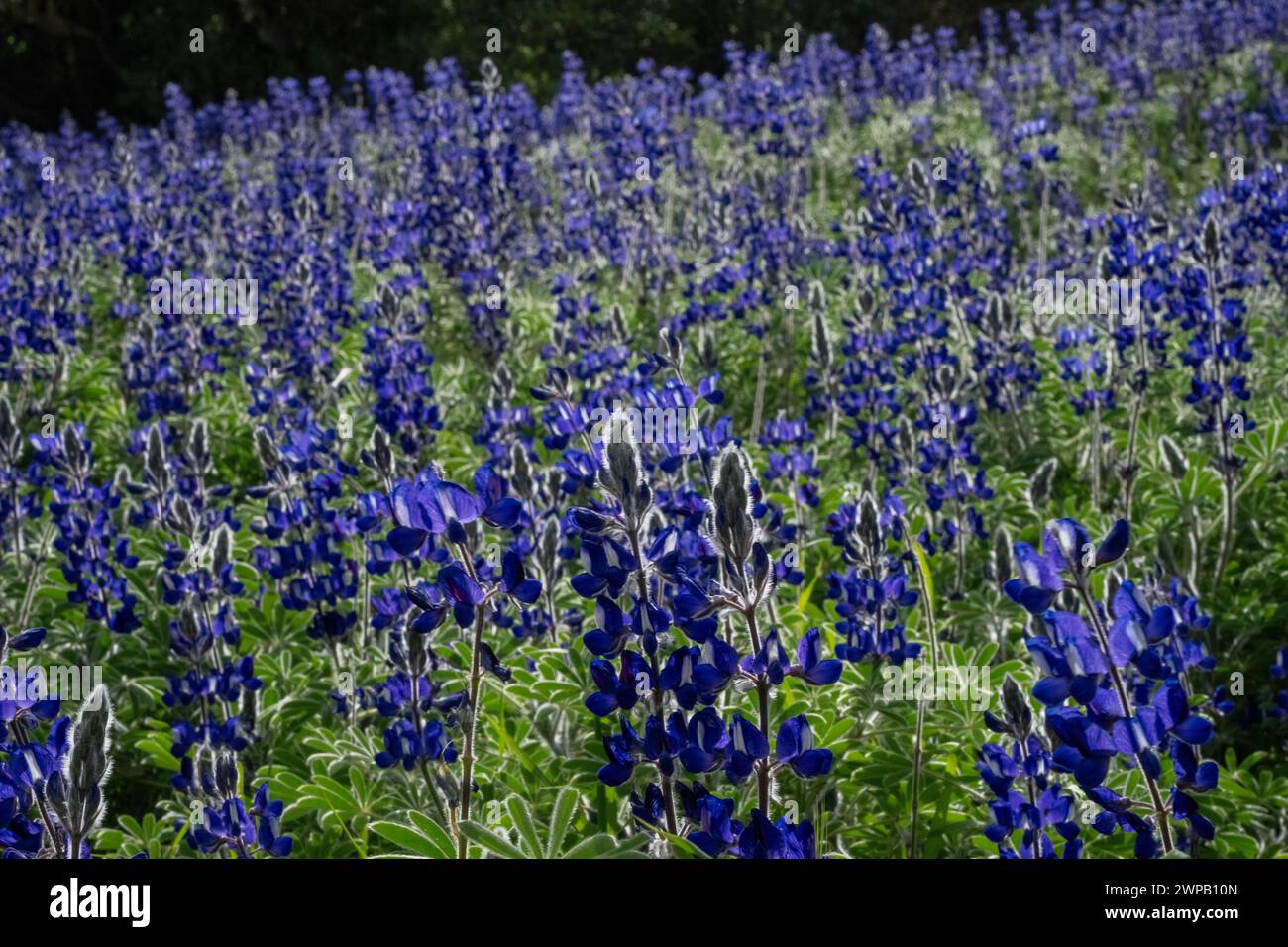 Teppiche des blauen Lupinus pilosus in Israel. Lupinus pilosus, im Judäischen Vorgebirge allgemein als blaue Lupine bekannt Stockfoto