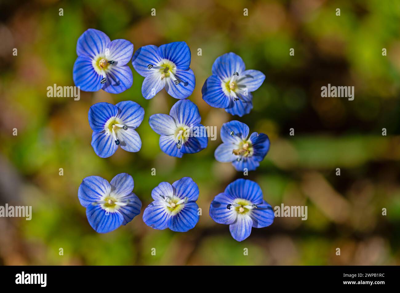 Winzige blaue Blüten, veronica polita Stockfoto