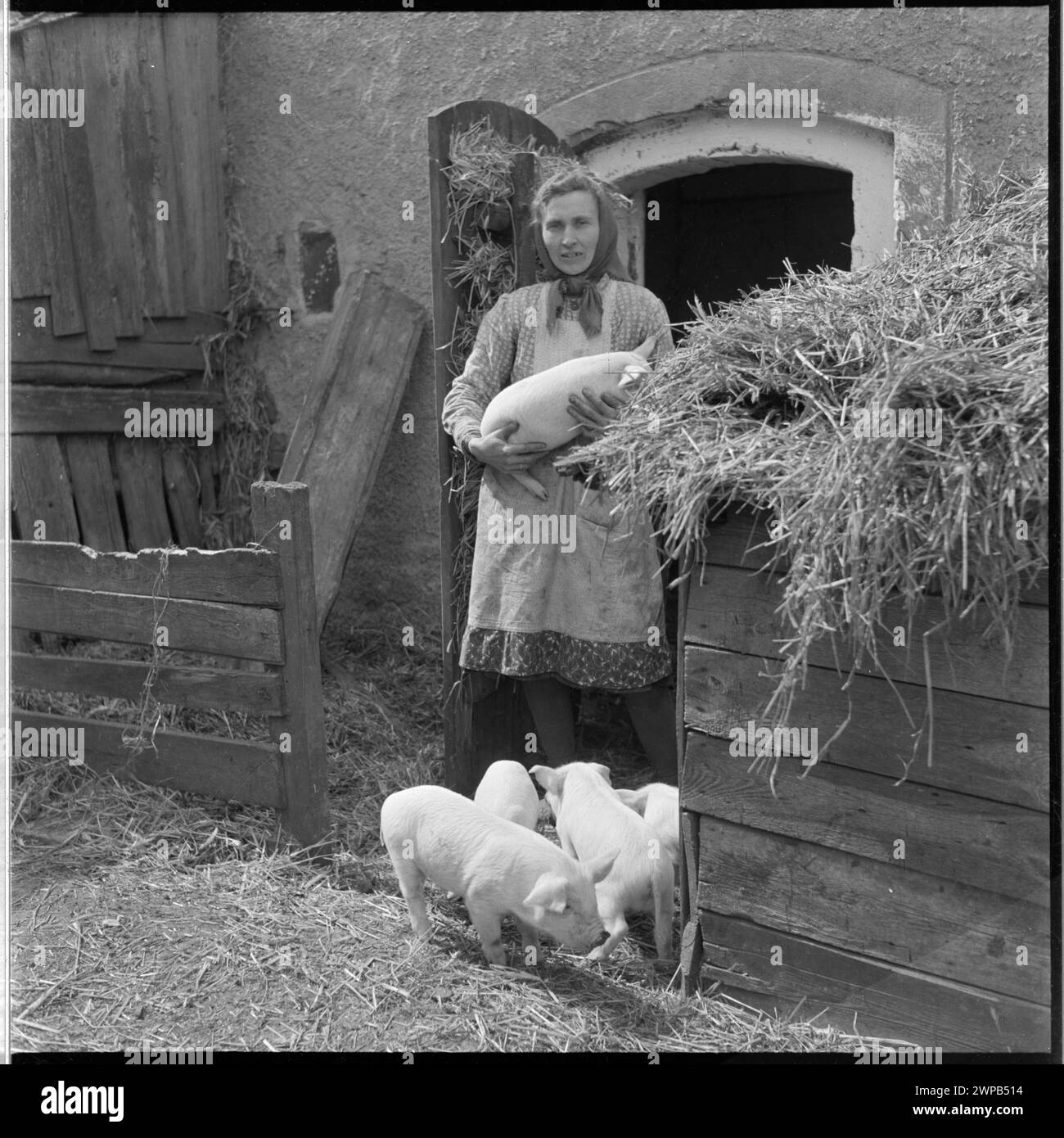 Foto aus dem Jahr 1954 mit einer Gastgeberin, die in einem Schweinestall in Karsko Pyrzyckie arbeitet und das ländliche Leben und die Praxis der Tierpflege im Nachkriegspropen zeigt. Stockfoto
