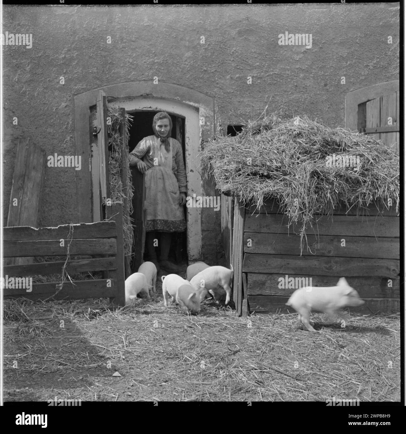 Ein Foto aus dem Jahr 1954, das eine Gastgeberin im Schweinestall in Karsko Pyrzyckie zeigt und die ländliche Hausarbeit und Tierhaltung in Polen der Nachkriegszeit beleuchtet. Stockfoto