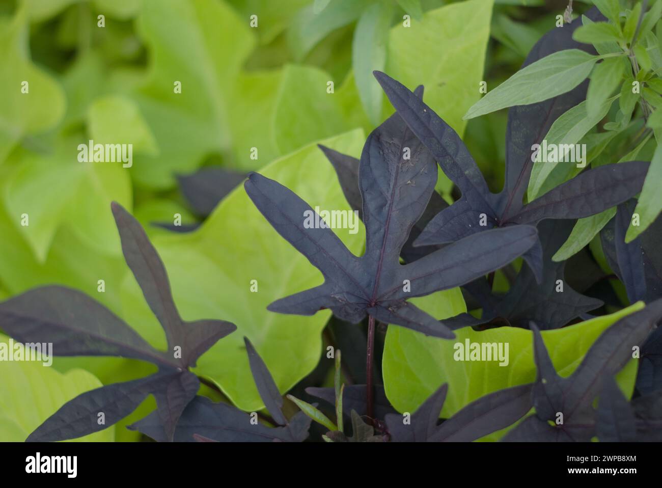 Süße Caroline Purple Pflanze. Ein Mitglied der Familie Ipomoea batatas ist eine atemberaubende Zierpflanze. Allgemein bekannt als Sweet Potato Vine Stockfoto