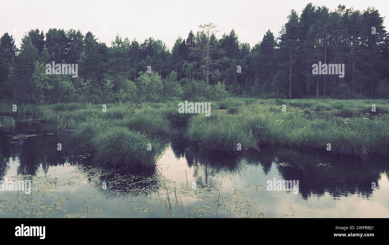 Sumpf ist ein Landschaftsgebiet mit übermäßiger Feuchtigkeit, feuchtigkeitsliebender, lebender Bodenbedeckung, Hydrosphäre. Karelien, das Summen des Lososinnoe Sees. Taiga Stockfoto