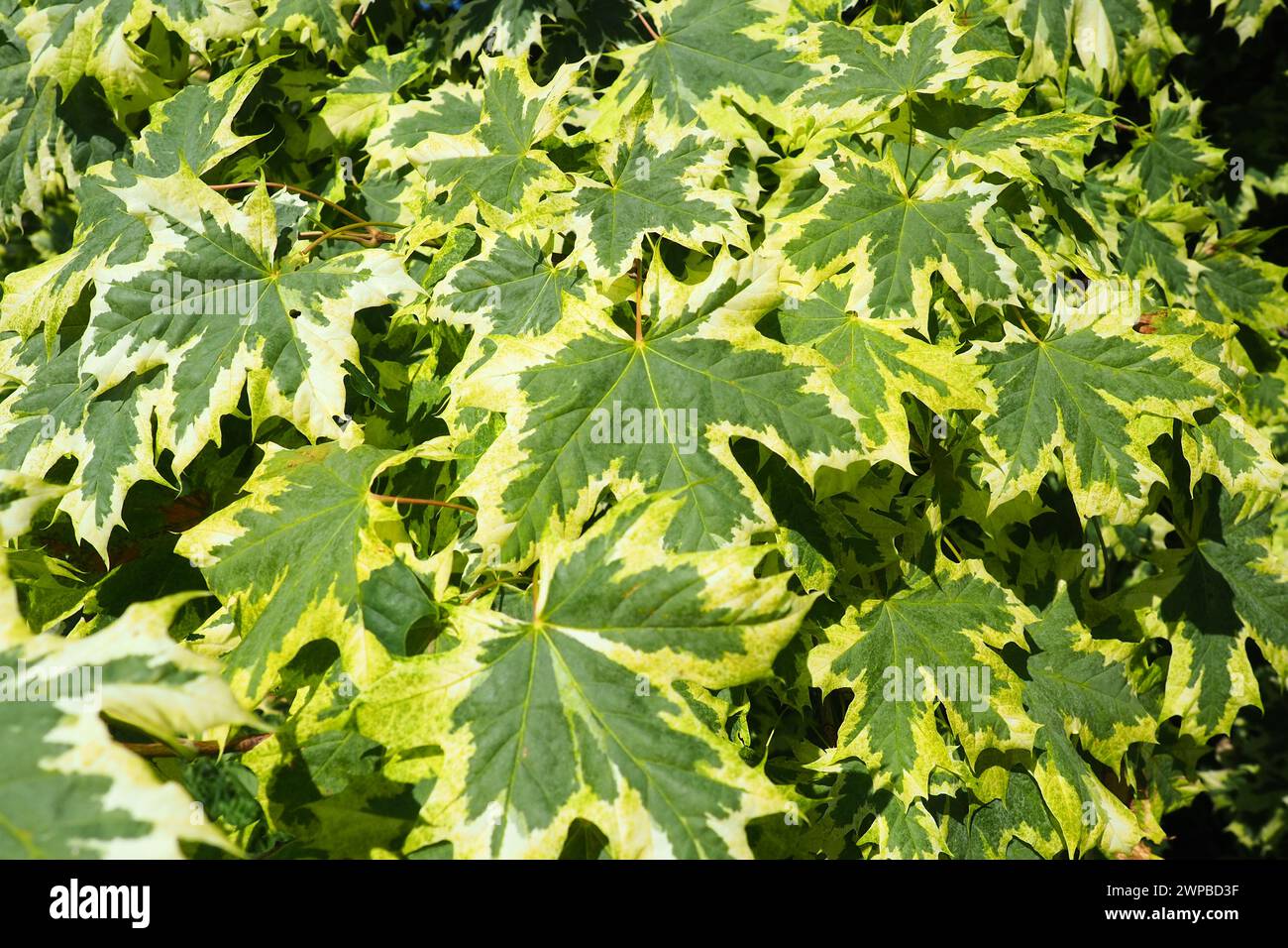 Acer platanoides ist eine Holzpflanze, eine Art der Ahorngattung Acer aus der Familie der Sapindaceae, die zuvor der Familie der Maple zugeordnet wurde Stockfoto