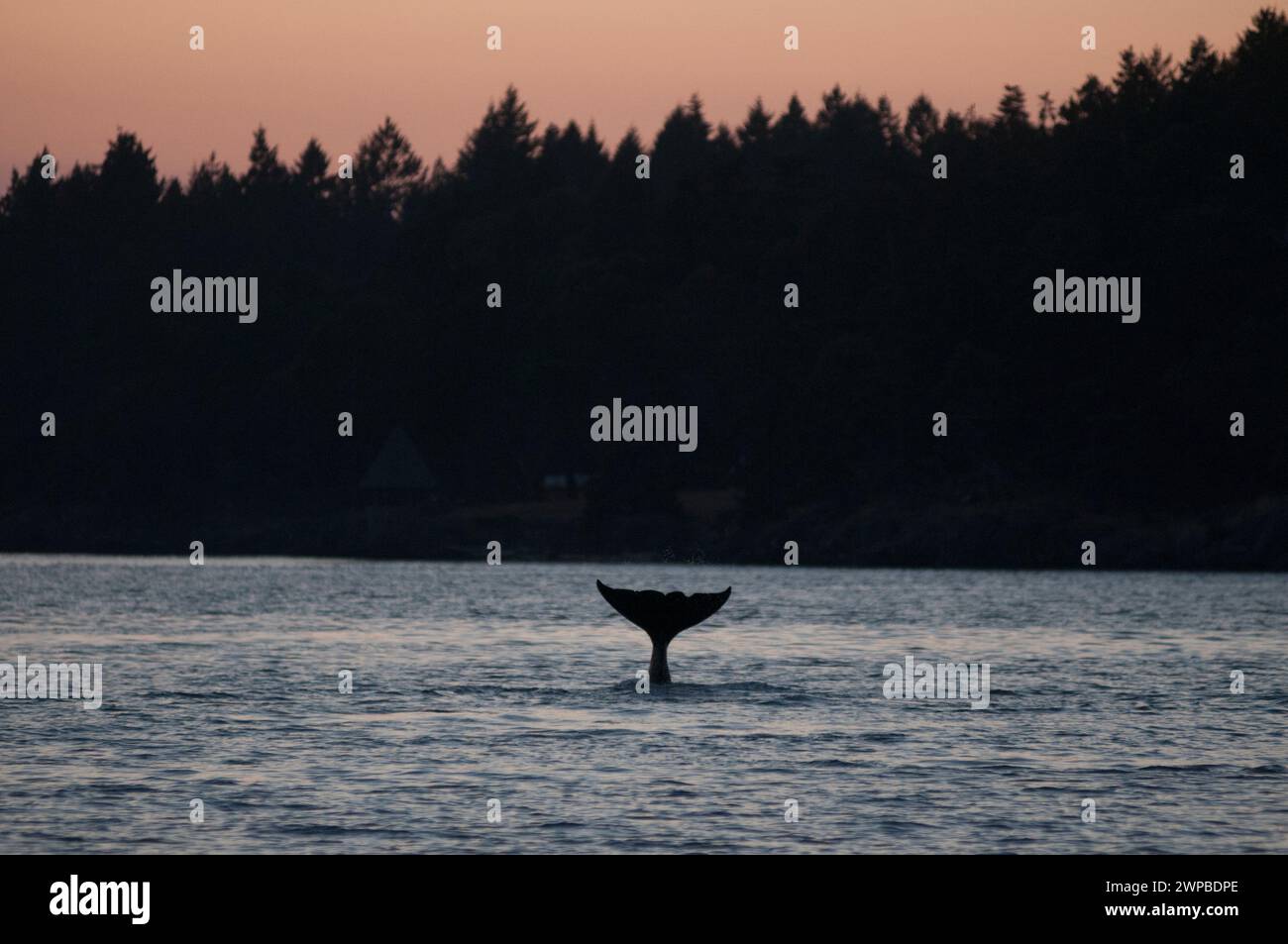 Vorübergehende Orca oder bigg's Killer Whale, Salish Sea, British Columbia, Kanada, Pazifik Stockfoto