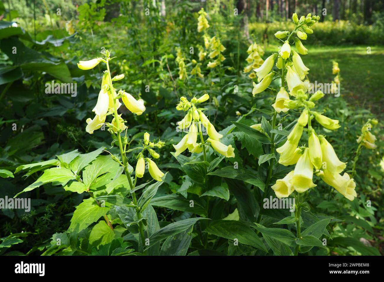 Digitalis lutea, der Strohfuchshandschuh oder kleiner gelber Fuchshandschuh, ist eine Art blühender Pflanze aus der Familie der Plantaginaceae. Mehrfach gelb Stockfoto