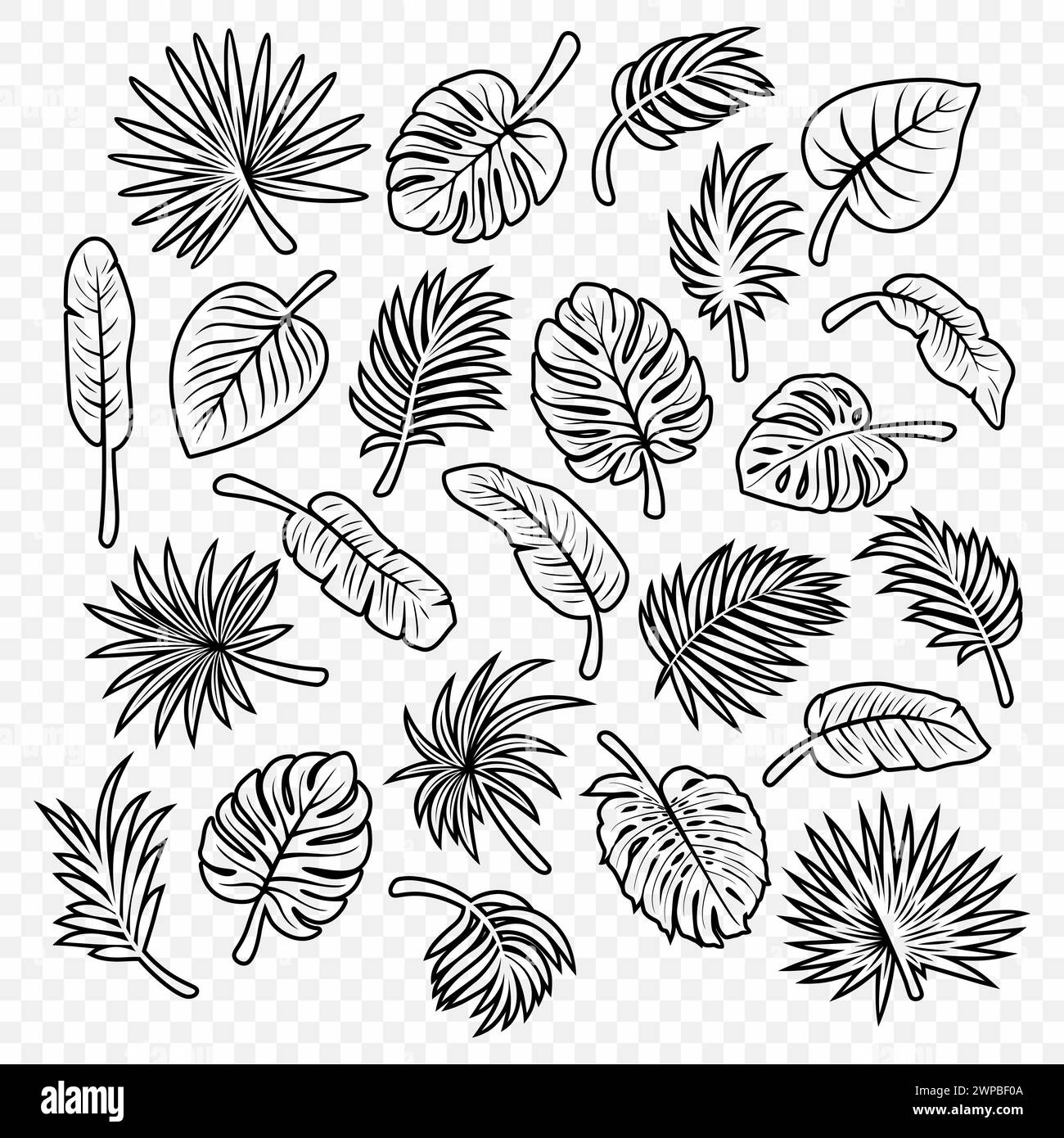 monstera adansonii ampel Monstera adansonii variegated Albo (3/4 Leaves)