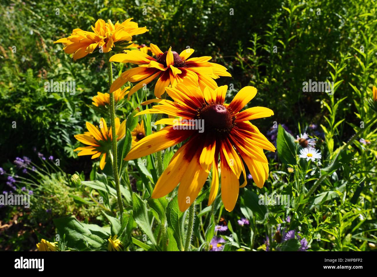 Rudbeckia-Pflanzengattung in der Asteraceae- oder Kompositfamilie. Rudbeckia-Blüten sind mit einer markanten, erhöhten Mittelscheibe in schwarzen, braunen Tönen versehen Stockfoto