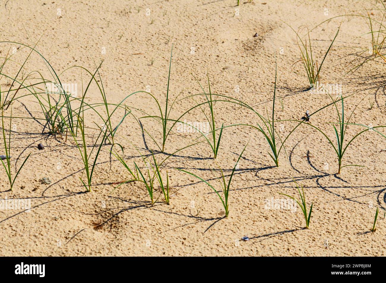 Sand-Segge (Carex Arenaria), auf Sand, Deutschland Stockfoto