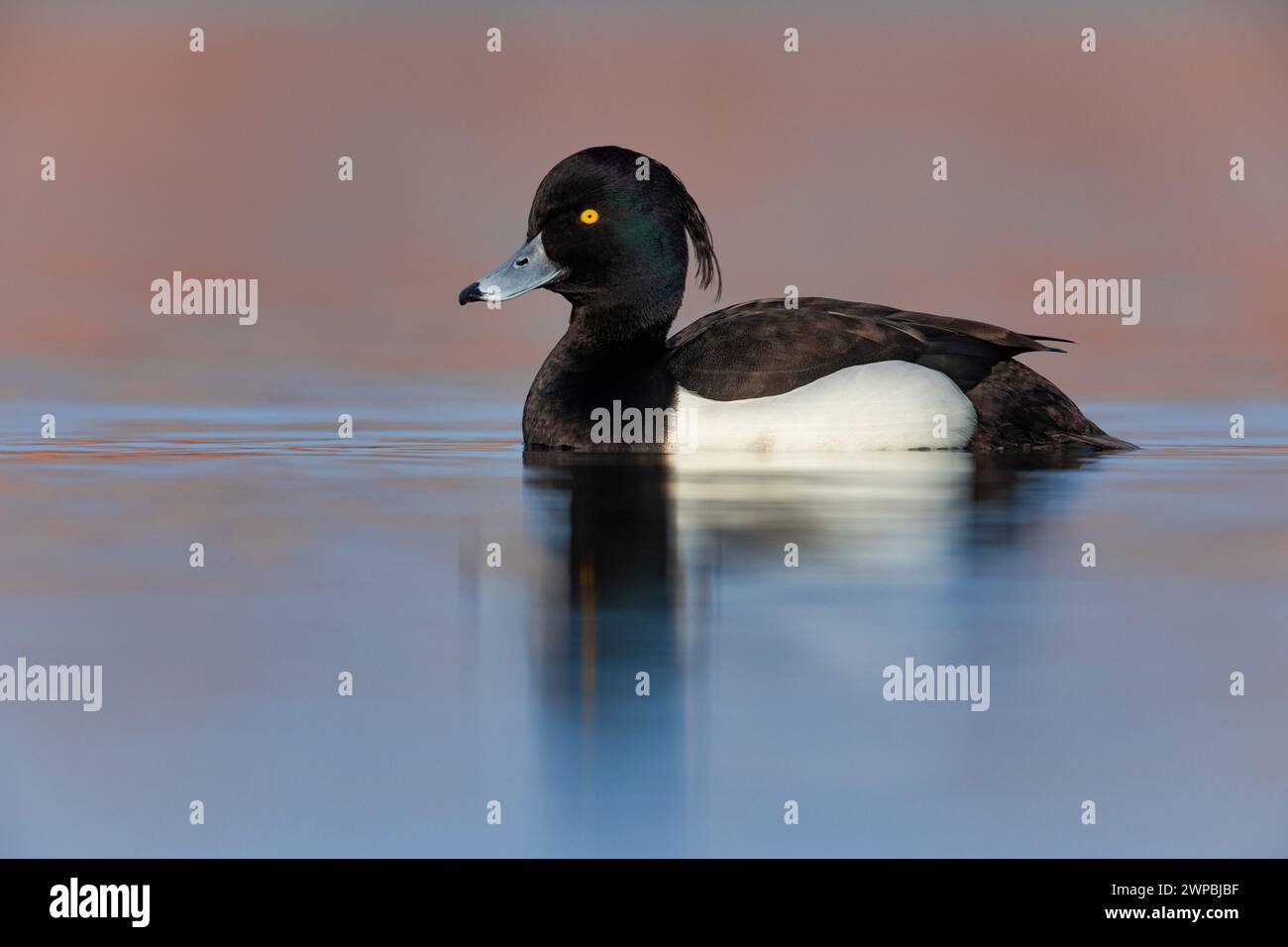 Getuftete Ente, getuftete Pochard (Aythya fuligula), schwimmender drake, Seitenansicht, Italien, Toskana, Piana fiorentina; Stagni dei Colli Alti, Signa Stockfoto
