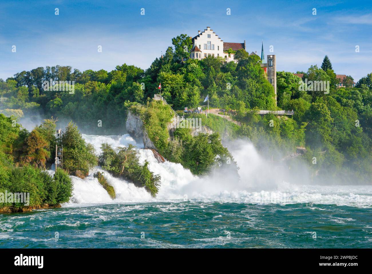 Holsteinkuh (Bos primigenius f. taurus), Rheinfall mit Schloss Laufen, Schweiz, Schaffhausen, Schaffhausen Stockfoto