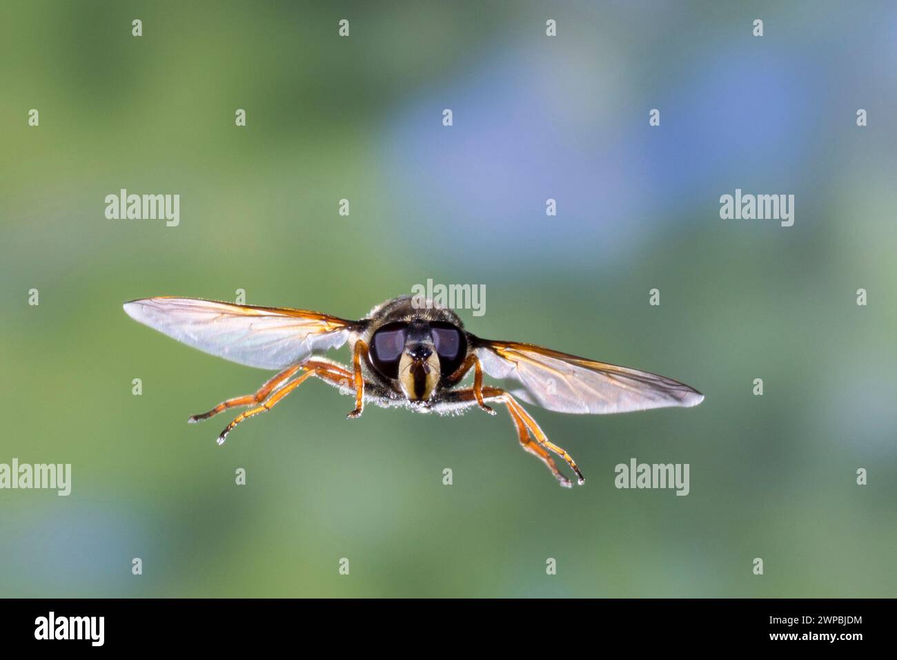 Gelbgeschlitzter Torf Hoverfly (Sericomyia silentis), weiblich im Flug, Schenkelgeschwindigkeitsfotografie, Deutschland Stockfoto