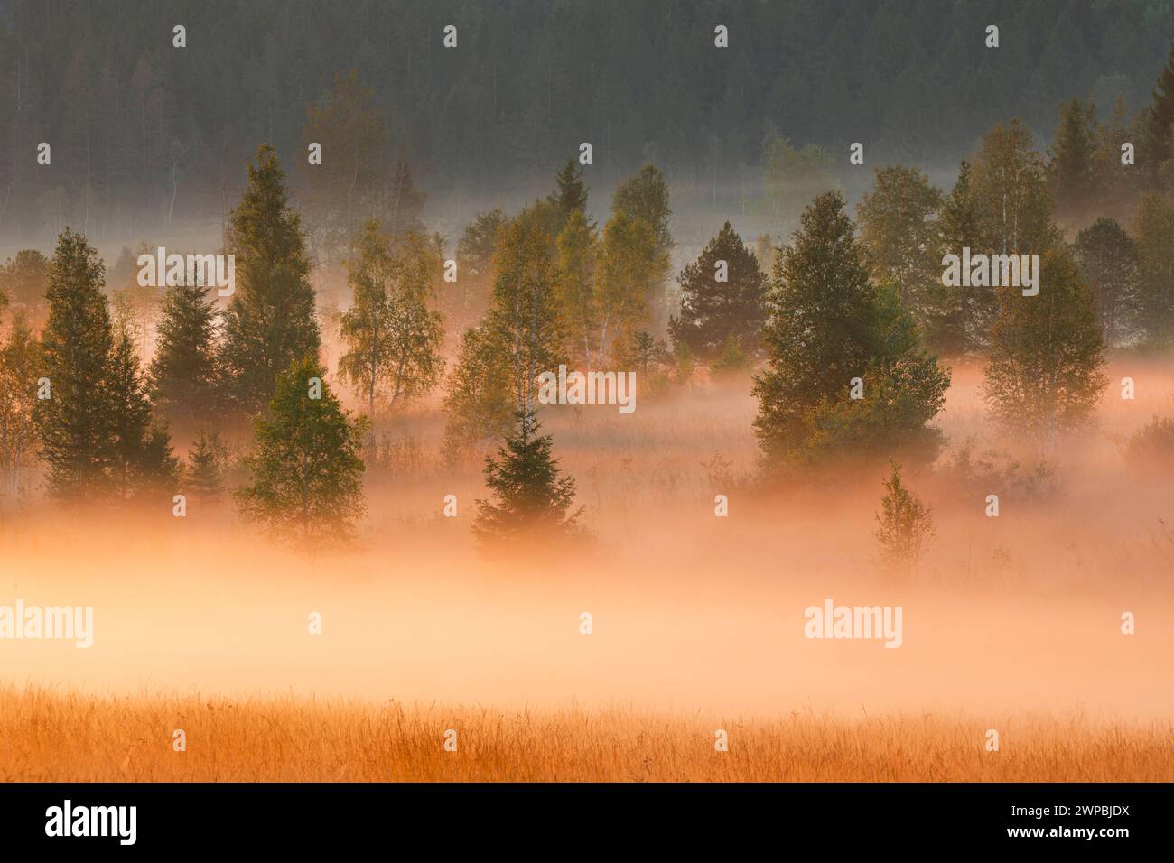 Nebel- und Waldschwaden am Rothenthurm-Hochmoor bei Sonnenaufgang, Schweiz, Schwyz Stockfoto