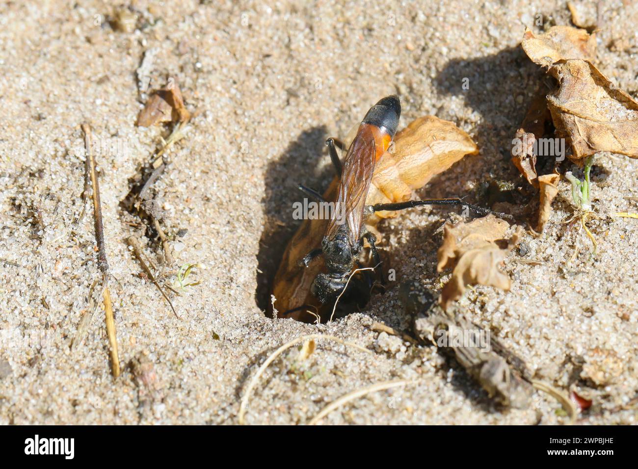 Rotbandsandwespe (Ammophila sabulosa), Weibchen, das eine gefangengenommene raupe ins Nest trägt Stockfoto