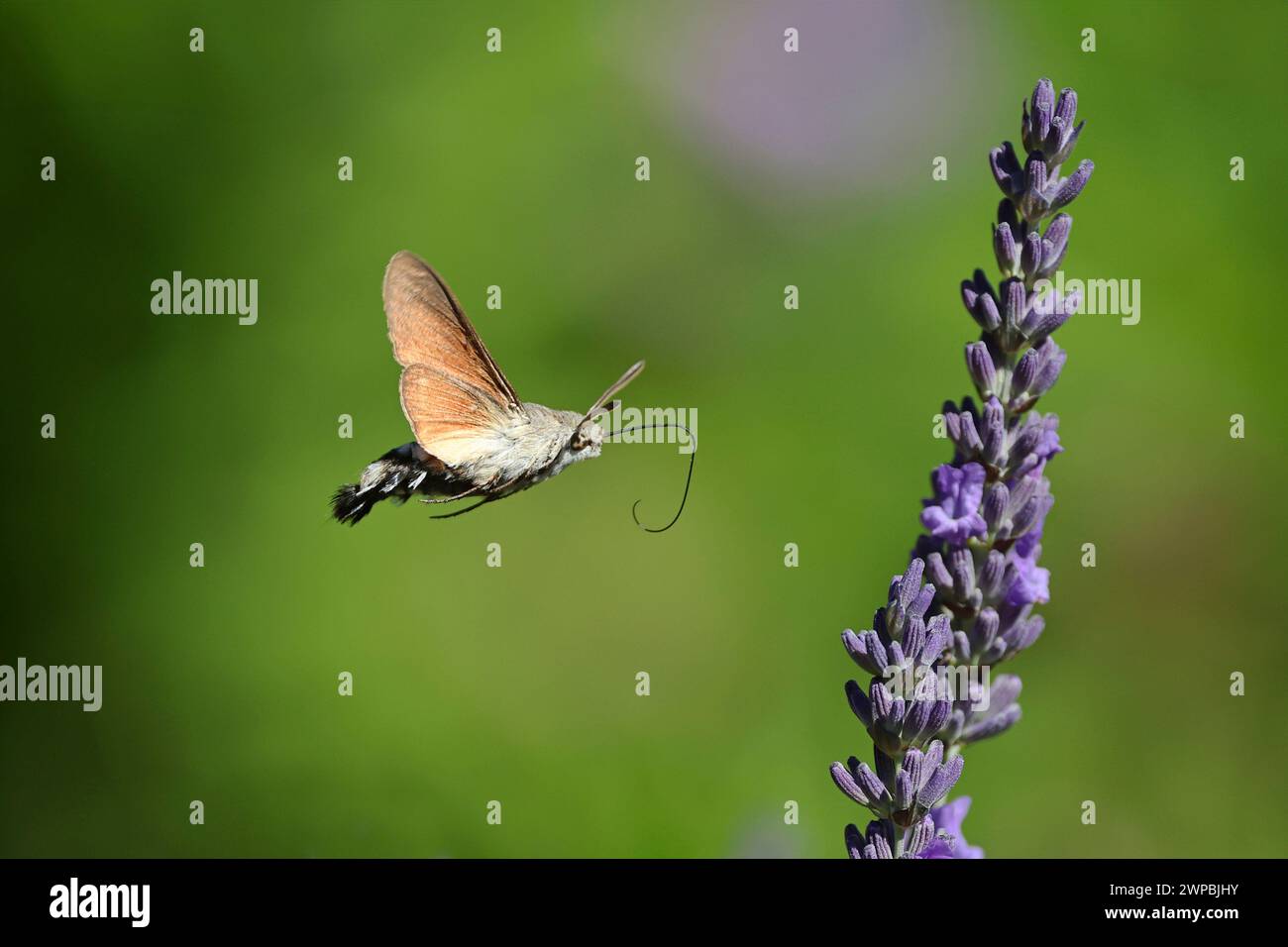Kolibri-Habitat (Macroglossum stellatarum), nähert sich Lavendel, Deutschland, Mecklenburg-Vorpommern Stockfoto