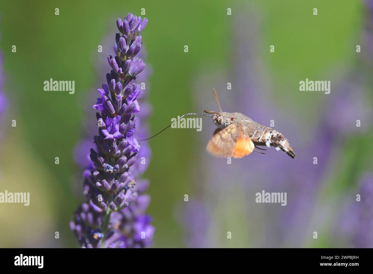 Kolibri-Habitat (Macroglossum stellatarum), saugt Nektar aus Lavendel, Deutschland, Mecklenburg-Vorpommern Stockfoto