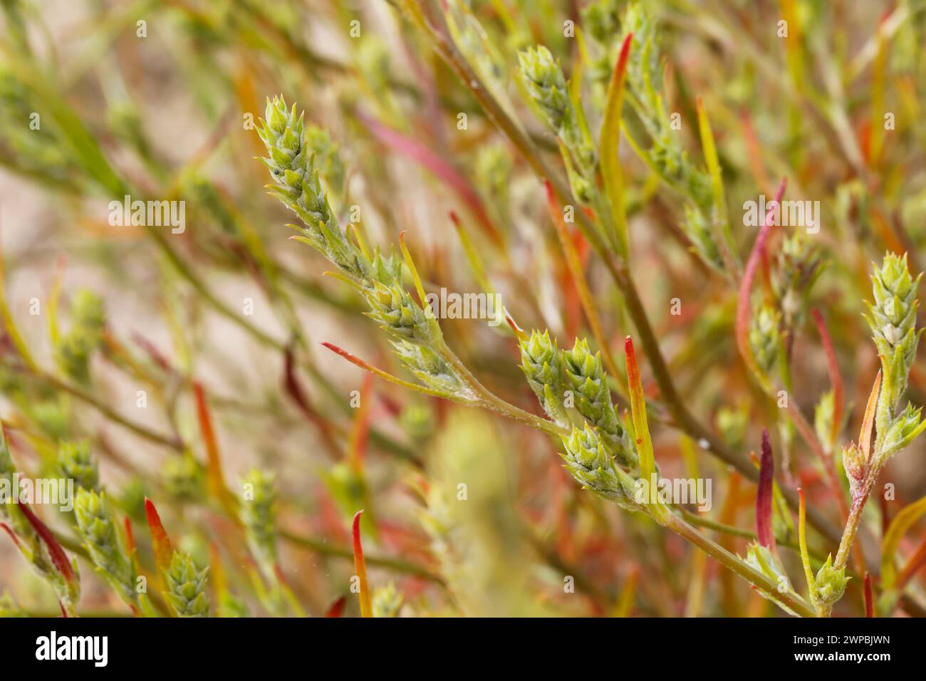 Hyssopleaf tickseed, Bugseed, gewöhnliche Zeckensamen, Pallas Bugseed (Corispermum leptopterum, Corispermum hyssopifolium, Corispermum pallasii), Inflorescen Stockfoto