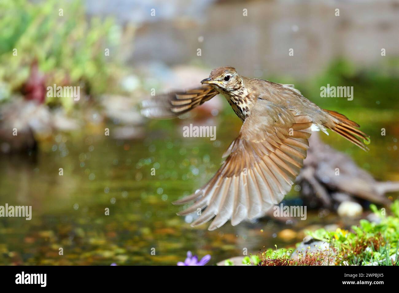 Song-Thrush (Turdus philomelos), beginnt am Uferufer, Deutschland, Mecklenburg-Vorpommern Stockfoto