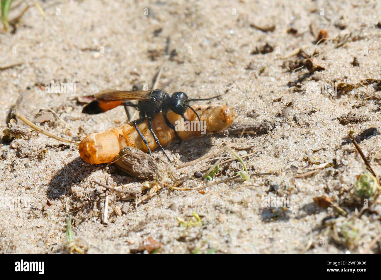 Rote Sandwespe (Ammophila sabulosa), weiblich mit Gefangener raupe, Deutschland Stockfoto