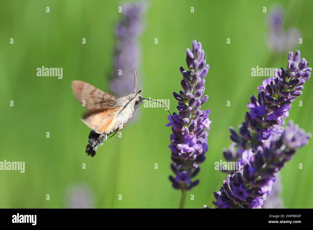 Kolibri-Habitat (Macroglossum stellatarum), saugt Nektar aus Lavendel, Deutschland, Mecklenburg-Vorpommern Stockfoto