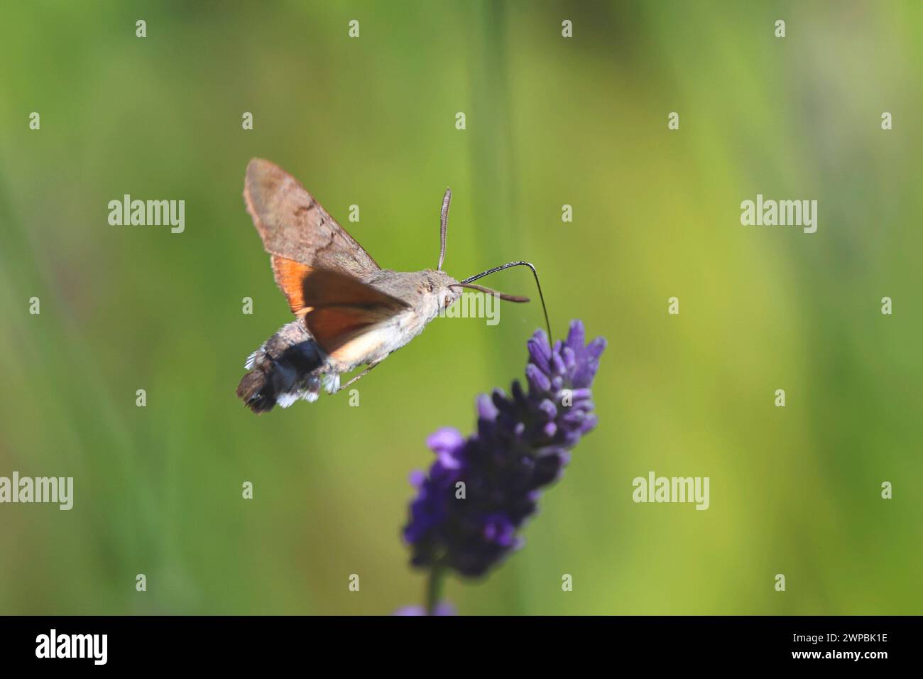 Kolibri-Habitat (Macroglossum stellatarum), saugt Nektar aus Lavendel, Deutschland, Mecklenburg-Vorpommern Stockfoto