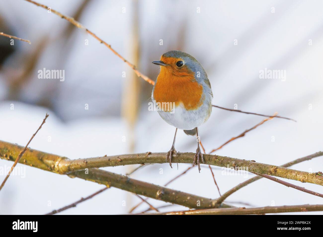 Europäischer rotkehlchen (Erithacus rubecula), im Winter auf einem Ast, Deutschland, Bayern Stockfoto