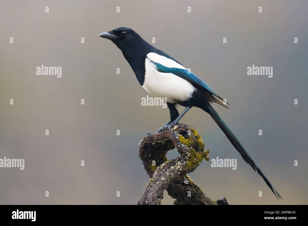 Schwarzschnabelelelster, eurasische Elster, gemeine Elster (Pica pica), auf einem knorrigen Zweig stehend, Seitenansicht, Italien, Toskana Stockfoto