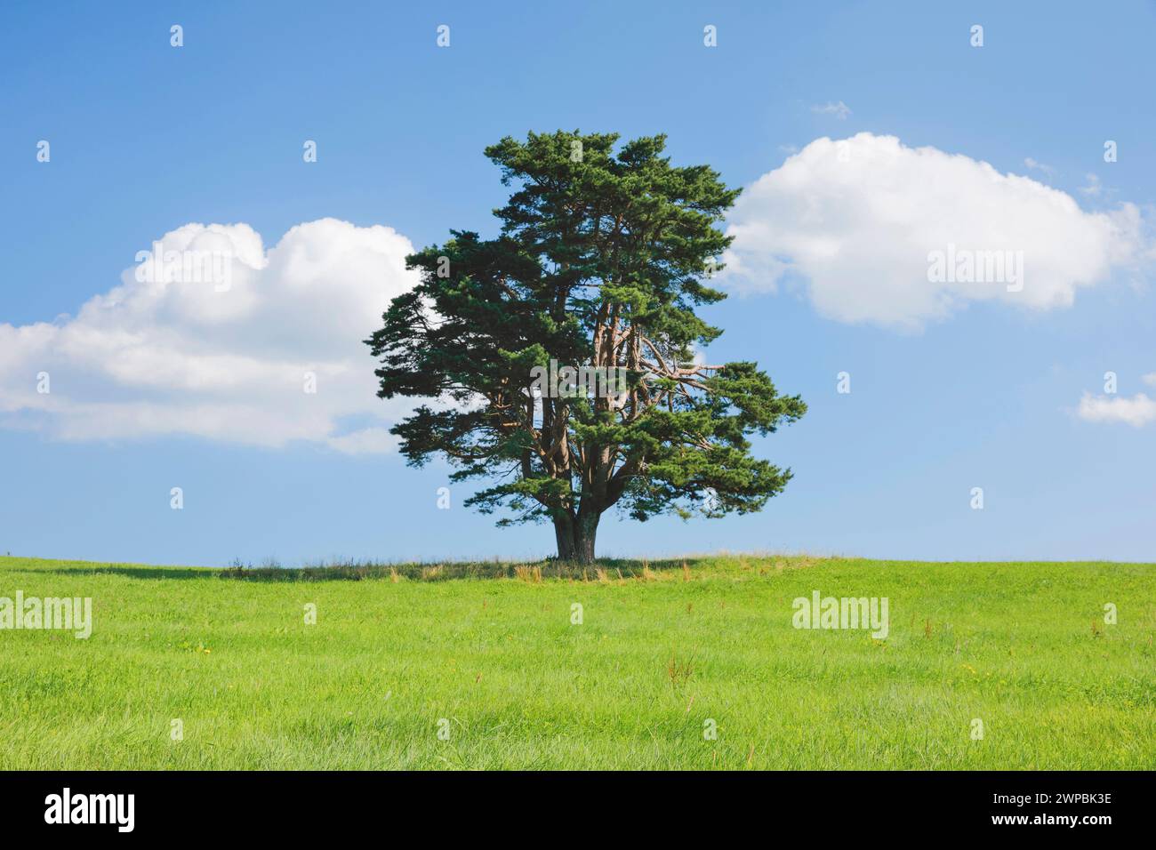 Einzelne alte Kiefer in Oberaegeri, Schweiz, Kanton Zug Stockfoto