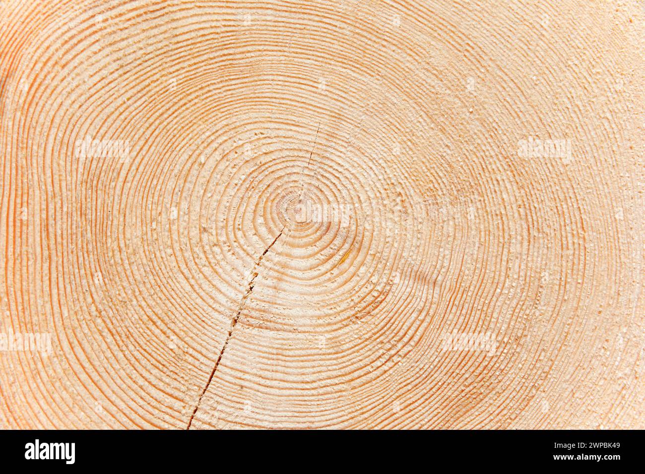 Fichte (Picea abies), frisch gefällter Baumstamm einer großen Fichte Stockfoto