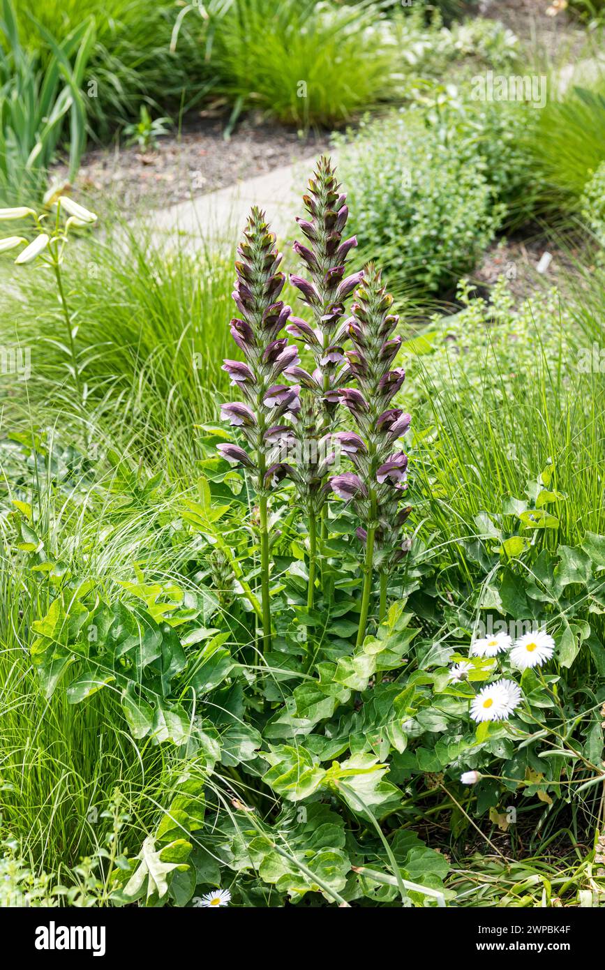 Bärenreife, Bärenreife, seehecht, Bärenfüßpflanze, seehauchse, gator-Pflanze, Austernpflanze (Acanthus mollis), blühend Stockfoto